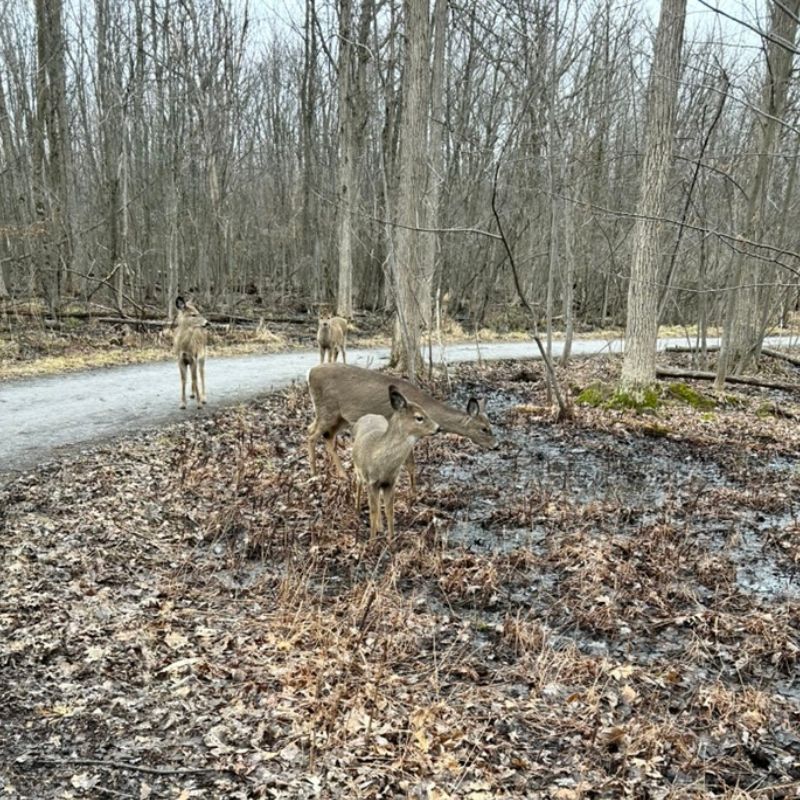 Parc Michel-Chartrand